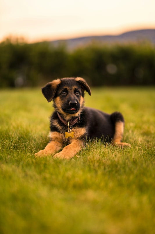 Pet Training Tips for New Pet Owners: Setting Your Furry Friend Up for Success